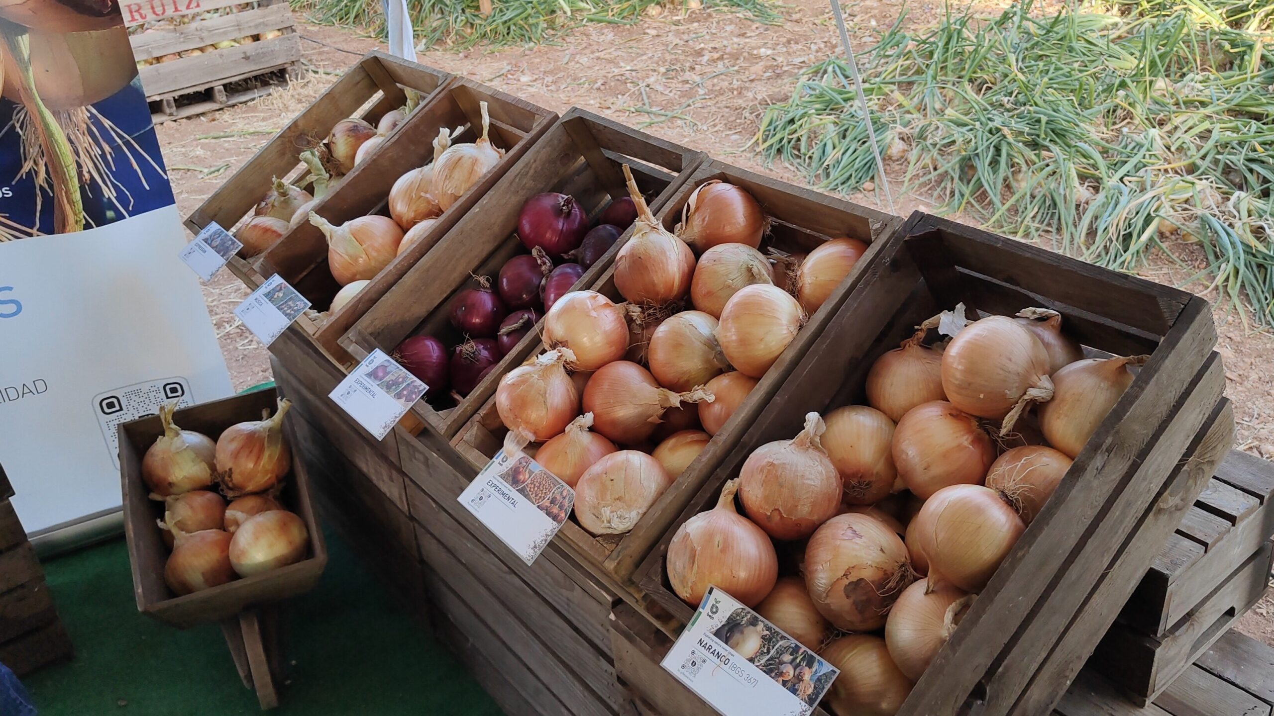 bejo cebolla almagro|bejo cebolla almagro|bejo cebolla almagro